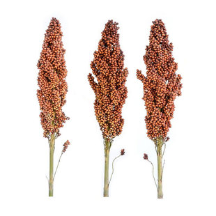 红缨子红糯矮杆高粱种子种籽孑酿酒种了高产早熟抗旱五谷杂粮扫把