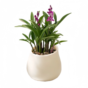 七彩花卉香水石斛兰盆栽四季好养苔藓球绿植室内桌面植物净化空气