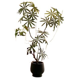 仿真绿植高级感客厅装饰摆件孔雀木室内假树大型落地盆栽假绿植树