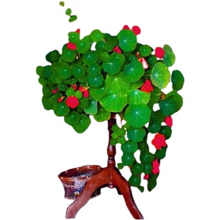 旱金莲花种子易活春秋播多年生花种庭院园林绿化四季景观花种子