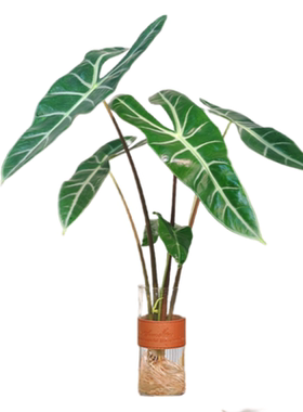 银脉箭叶海芋水培植物剑叶海芋热植室内好养四季懒人水养绿植客厅