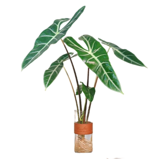 银脉箭叶海芋水培植物剑叶海芋热植室内好养四季懒人水养绿植客厅