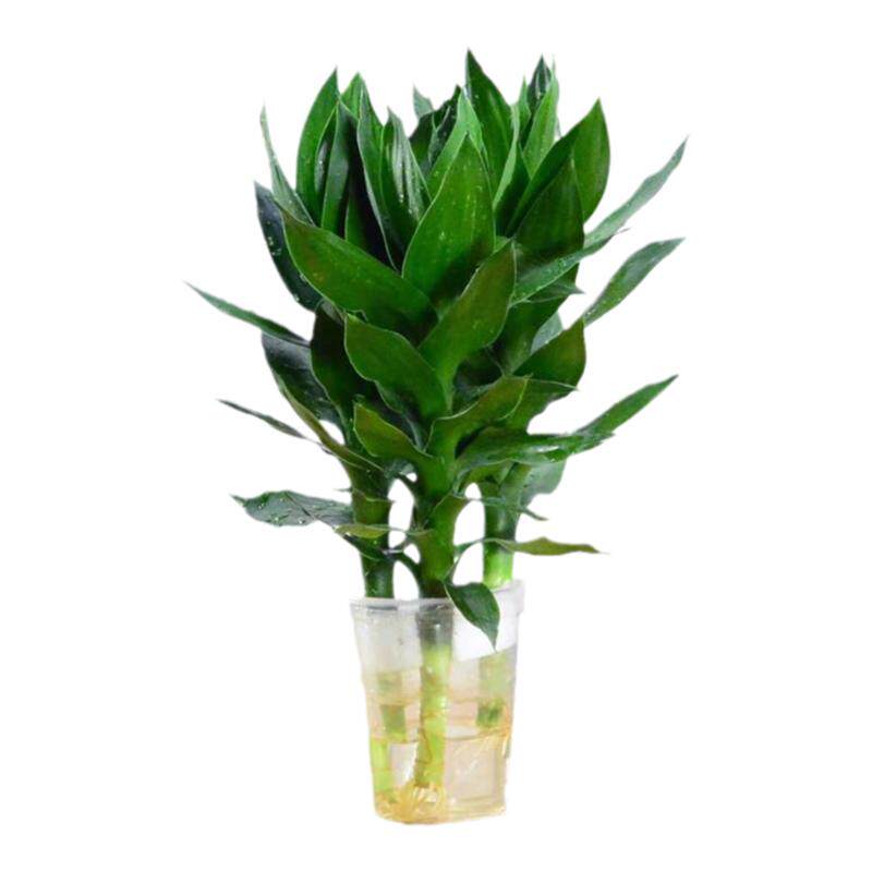 四季常青水养富贵竹水培植物包邮客厅室内转运竹观音竹荷花竹盆栽