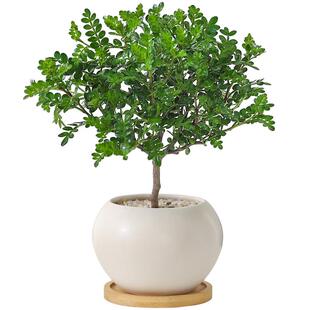正宗清香胡椒木桌面盆栽花卉室内外驱蚊草植物树苗提神好养九里香
