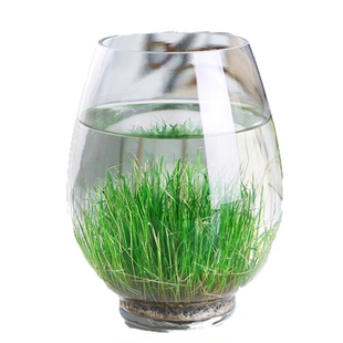 生态瓶养鱼玻璃瓶桌面水培植物鱼缸水草种子籽绿植水养草缸盆栽
