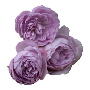 浩田花苑推荐日月青金石月季苗灌木多季花浓香大包子有现货小苗