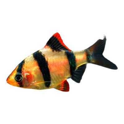 鱼虎皮鱼观赏鱼热带鱼