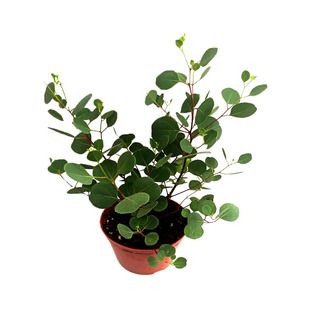 大圆叶尤加利盆栽庭院木本花卉观叶植物浓香阳台驱蚊心叶苹果桉苗