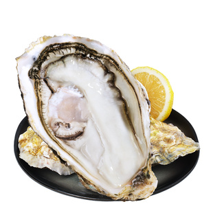 贝司令乳山鲜活生蚝净重5斤高端品质蚝王海蛎子牡蛎海鲜批发商用