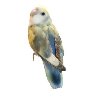 爱情鸟牡丹鹦鹉活鸟手养雏鸟高端宠物幼鸟好养互动粘人送情侣礼物