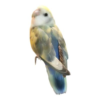 牡丹鹦鹉爱情鸟小鹦往前冲纯手养