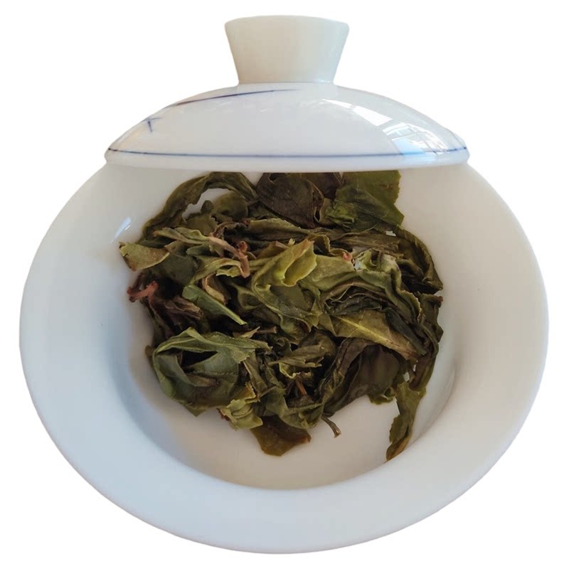 春天的第一片茶叶百年古树黄金叶