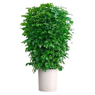 幸福树盆栽丛生花卉植物净化空气大棵绿植室内办公室四季长青绿植