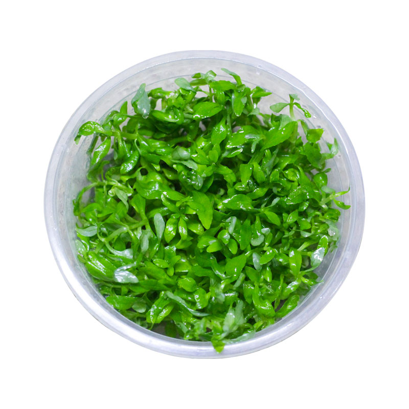 无菌水草新手造景珍珠宫廷