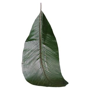 丹麦叶刺身姿造装饰大树叶装饰叶子盛器创意意境点缀朴叶