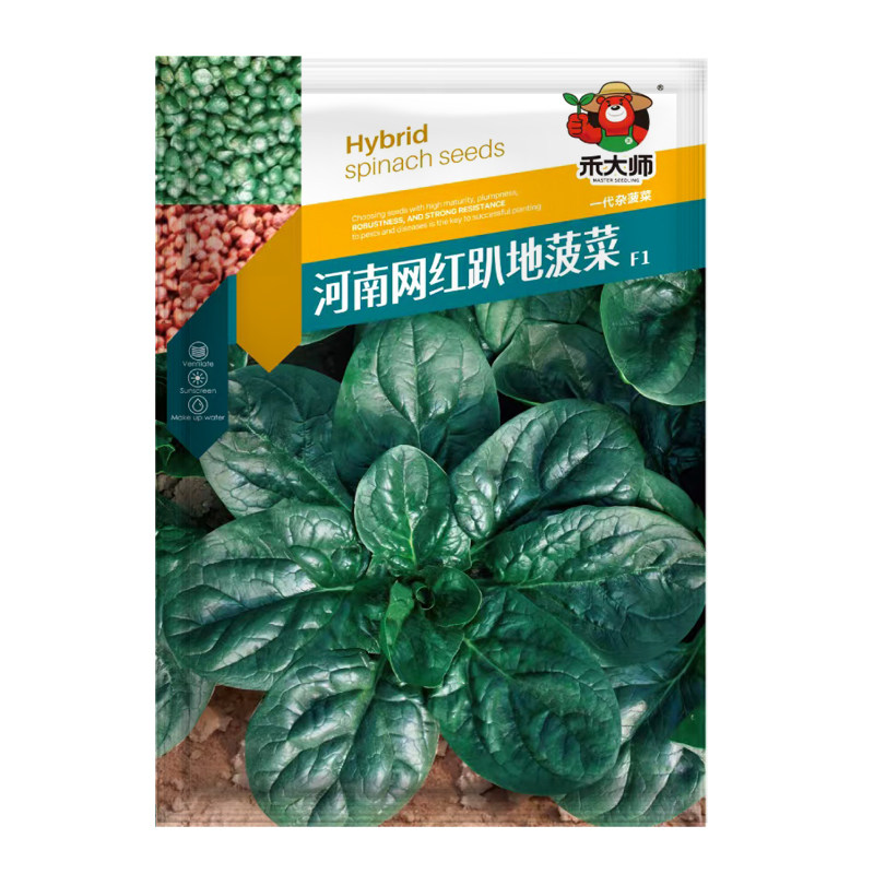 四季高产红根趴地菠菜种子高产
