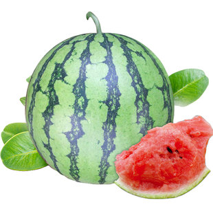 8424麒麟无籽美都西瓜种籽大全种子水果瓜果苗小南方蔬菜苗秧种孑