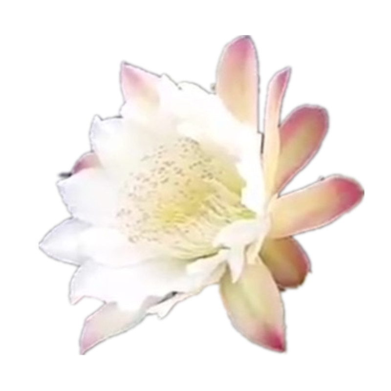 阳台客厅易养护会开花量天尺盆栽