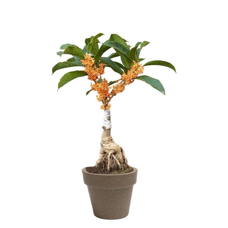 日香桂四季丹桂桂花树苗盆栽