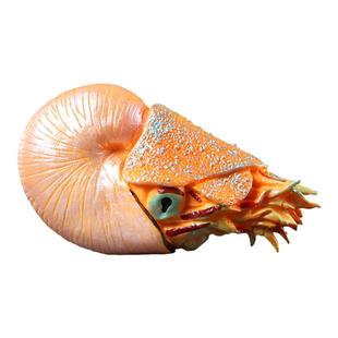 仿真海洋生物模型鹦鹉螺玩具菊石寄居蟹塑料儿童科教礼物摆件