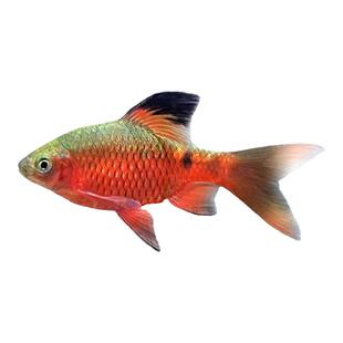 大帆玫瑰鲫低温鱼原生鱼溪流鱼缸造景小型观赏鱼活新手好养闯缸