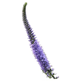 穗花婆婆纳种子易活春秋盆栽花卉花种庭院园林绿化四季景观花种子