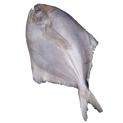 舟山海鲜大白鲳好多海码头直发