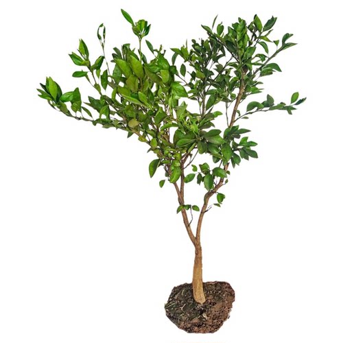 正宗梨树果苗秋月梨翠冠梨嫁接庭院地栽南北种植盆栽耐寒当年结果