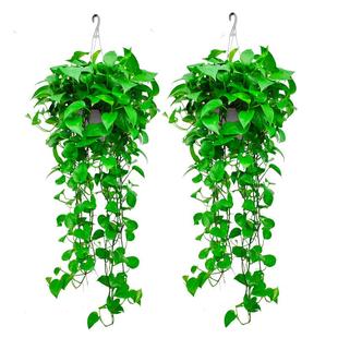 长藤绿萝室内盆栽壁挂绿植垂吊兰空调悬挂爬藤植物水培绿箩大叶