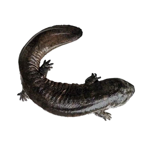 娃娃鱼鲜活食用大鲵送礼活体水产滋补月子餐汤养殖场直发包活到家