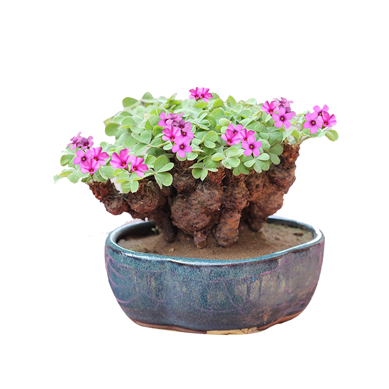 三叶草老桩盆栽绿植物带花四季酢浆草种球微型盆景水培球根花卉苗