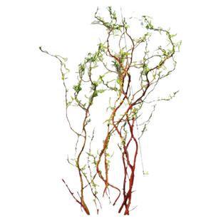 金龙柳鲜切枝鲜花速递木本花卉抽芽迎春曲线柔软花艺出根叶花期长