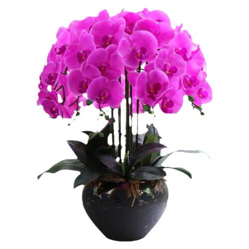 蝴蝶兰花苗带花剑带花苞盆栽兰花大苗客厅室内植物花卉四季好养活