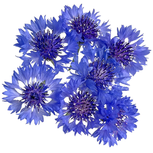 矢车菊花种子四季播种开花蓝芙蓉花种籽庭院景观绿化盆栽花卉种孑