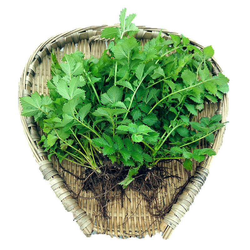 新鲜仙鹤草四川深山现挖龙芽草