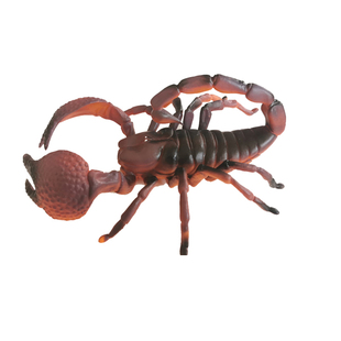仿真大号蜘蛛模型儿童昆虫动物玩具黑蜘蛛大蜘蛛蝎子蜢螳蜜蜂蜻蜓