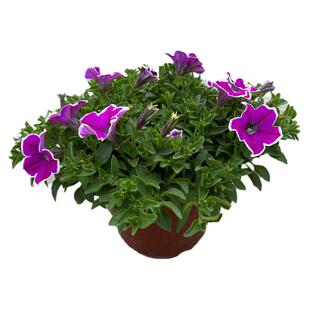 矮牵牛盆栽花苗阳台庭院花园垂吊观花植物花卉耐养花卉带花苞发货