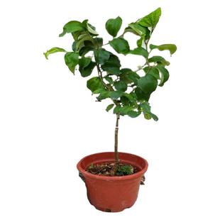 青枣苗热卖台湾大果青枣树果子脆甜当年开花结果阳台庭院盆栽树苗