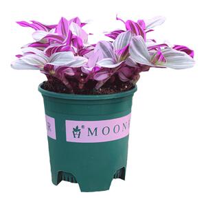 油画婚礼进口新品吊兰盆栽办公室内多肉植物彩色四季好养绿植花卉