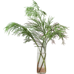 天竺少女松鲜切枝柳杉松枝鲜花云南直发真树插花水培绿植顺丰包邮