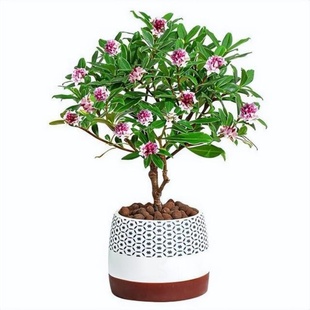 金边瑞香盆栽包邮大苗金边瑞香年宵花卉不带花苞瑞香花苗耐寒植物