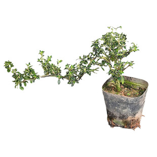 水陆雨林苔藓微景观瓶造景绿植木本喜阳背景彩叶小植物黄缘乌龟缸