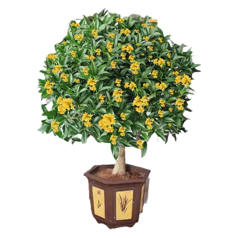 桂花树苗浓香型阳台庭院当年开花