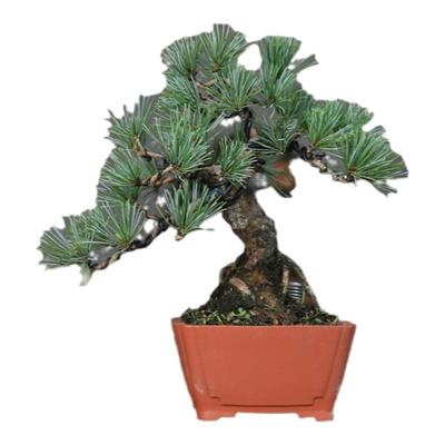 宫岛五针松一物一拍盆养多年老桩