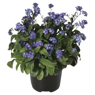 进口勿忘草种子四季春季播勿忘我室内阳台盆栽花园易种露台花卉籽