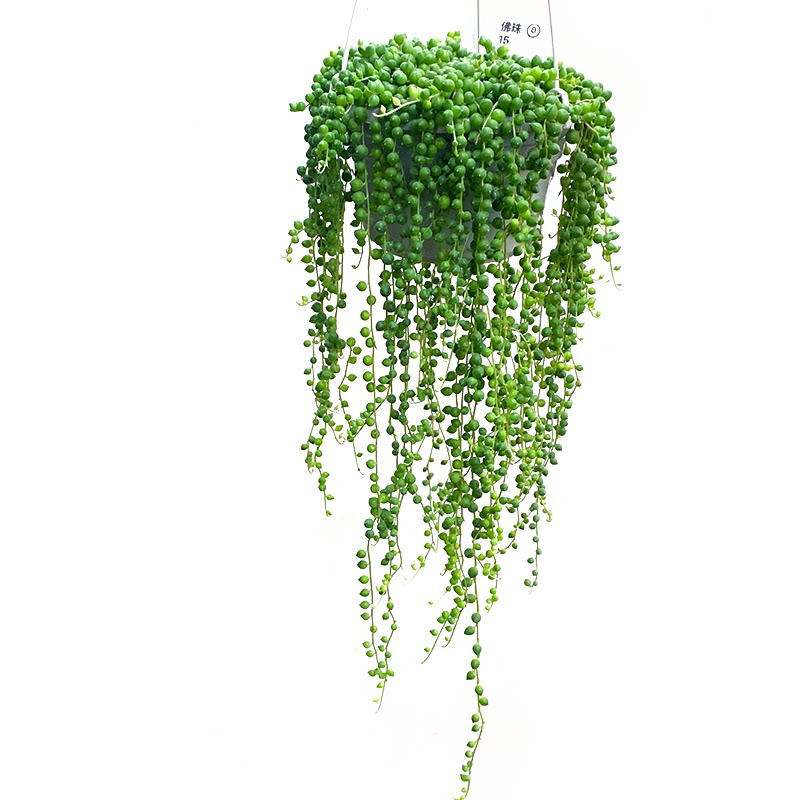 佛珠多肉情人泪一物一拍吊兰盆栽带盆垂吊珠帘菊科多肉植物向阳派