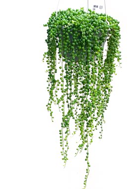 佛珠情人泪一物一拍吊兰盆栽多肉