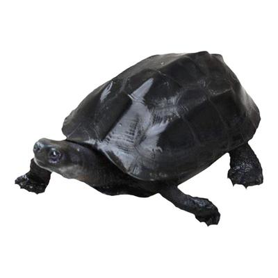 顺丰包邮纯种墨龟外塘小乌龟活物