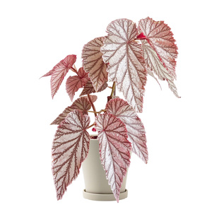 粉色系闪光银秋海棠珠光粉红豹辛巴达莫里斯红纹室内耐阴植物盆栽