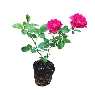 小苗蔷薇月季花苗果汁阳台开花玫瑰爬藤绿植室内盆栽四季好养藤本